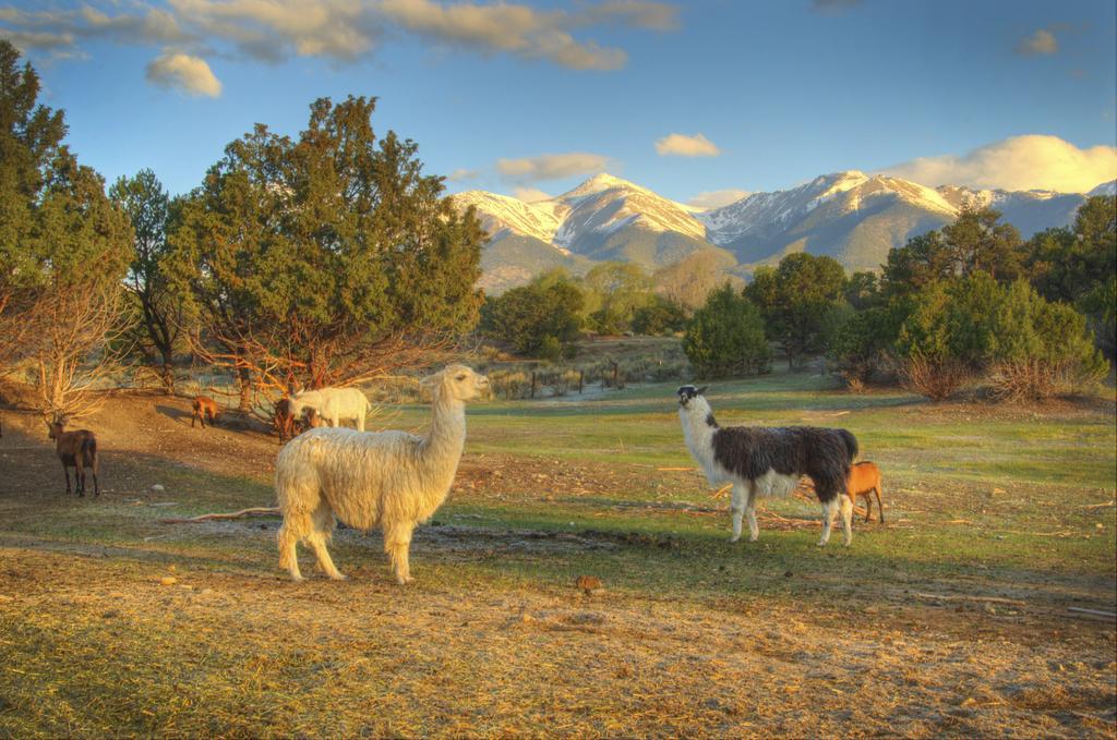 Mountain Goat Lodge Salida Exterior photo